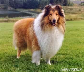 可爱呆萌狗狗资料,狗狗15种寄生虫病详细资料图