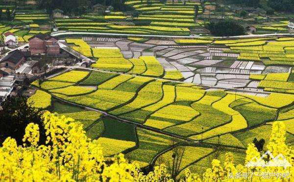 2018汉中油菜花主会场自驾游路线,2018年汉中油菜花海主会场揭秘