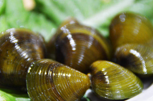 问世间蚬为何物?珠海上横黄沙蚬何以任性?