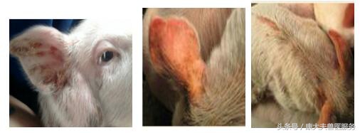 猪肾病皮炎治疗,猪肾病皮炎综合症状