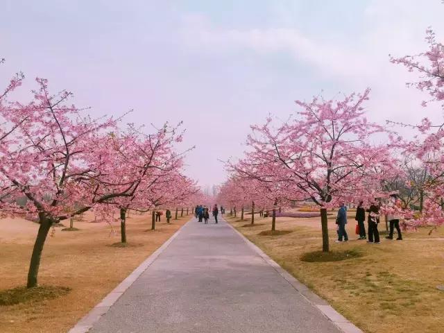 初春の樱花季|春风十里,我在辰山树下等你~
