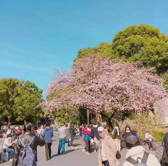 不去看樱花去看海,不去看樱花看西府海棠