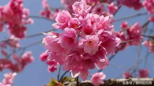 鏌冲窞鍗佷釜鍊煎緱鍘荤殑鍦版柟,娌绘剤鎶戦儊鐥囩殑鏃呮父鑳滃湴