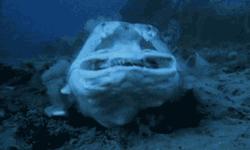 硝酸盐和亚硝酸盐的四种鉴别方法,海缸硝酸盐值多少正常