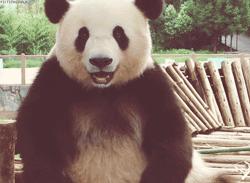 了解熊猫之前觉得它们很可爱,熊猫头被认为粗鲁