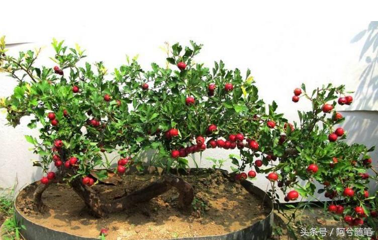 适合在农村创业的十大好项目推荐,5种适合农村人创业的小投入项目