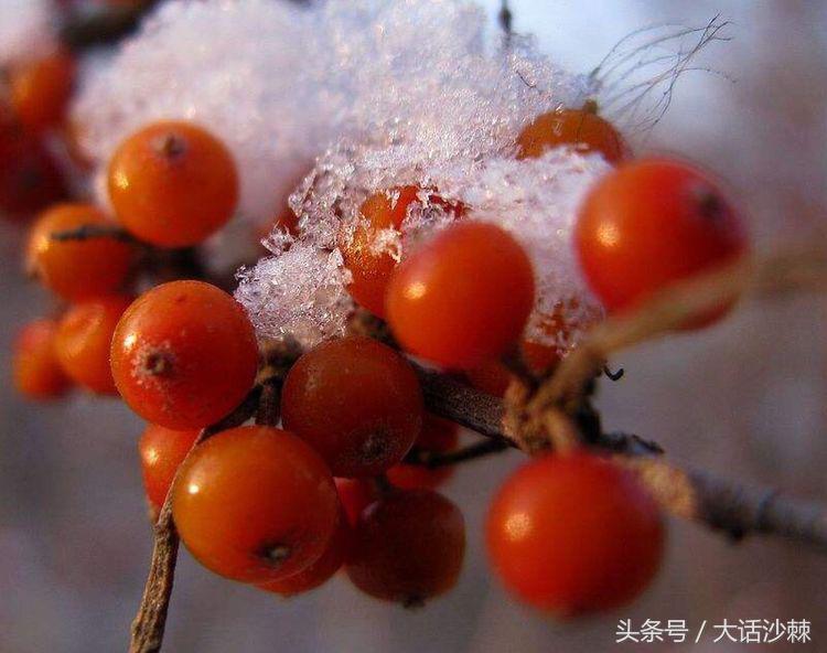 沙棘的故事和相关历史记载,黄金沙棘小镇的故事