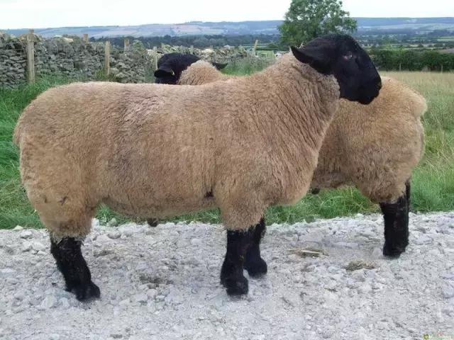 肉羊养殖哪些品种比较好,我国北方最小的肉羊品种