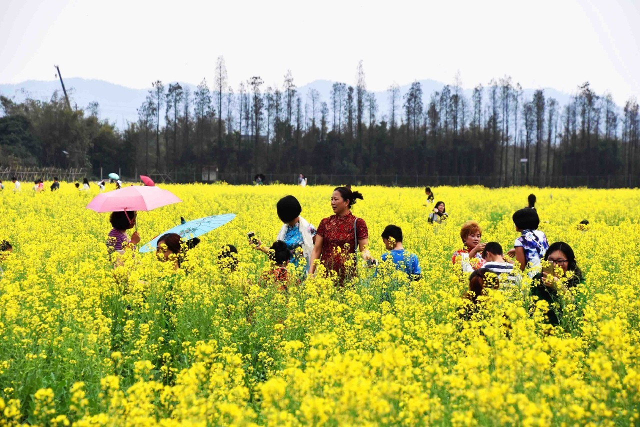 问世间蚬为何物?珠海上横黄沙蚬何以任性?