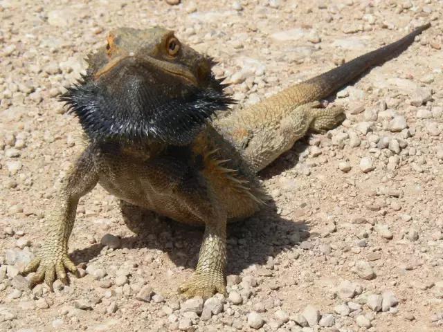 黑色鬃毛的狮子厉害吗,黑色鬃狮蜥