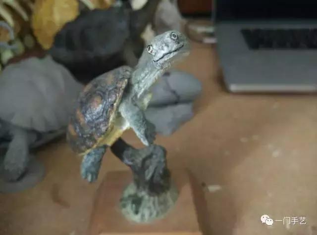 动物模型龟类,乌龟哪个模型好看