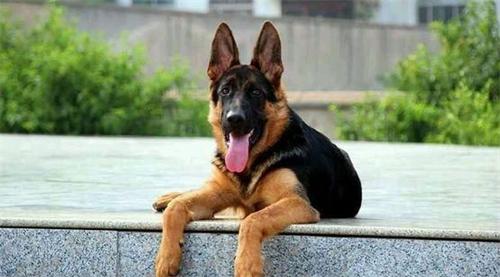 德牧两条后腿无法走路，完全不能使力