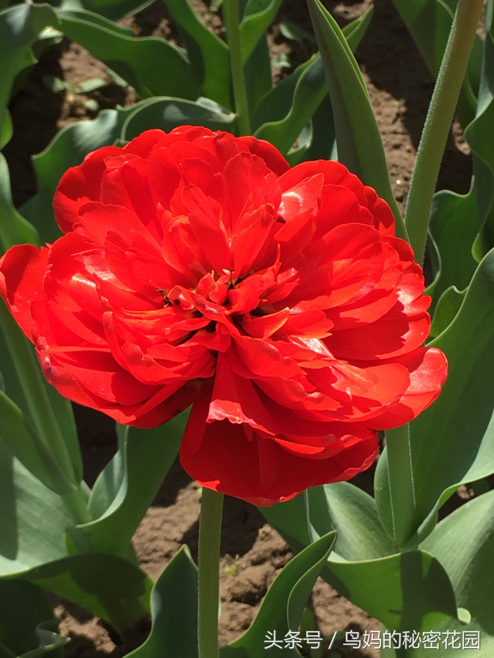 郁金香土培开了花还能复花吗,哪些郁金香花可以复花种植