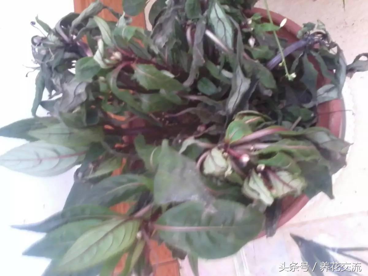 半死不活的植物还能救活吗,如何挽救一棵快死的植物