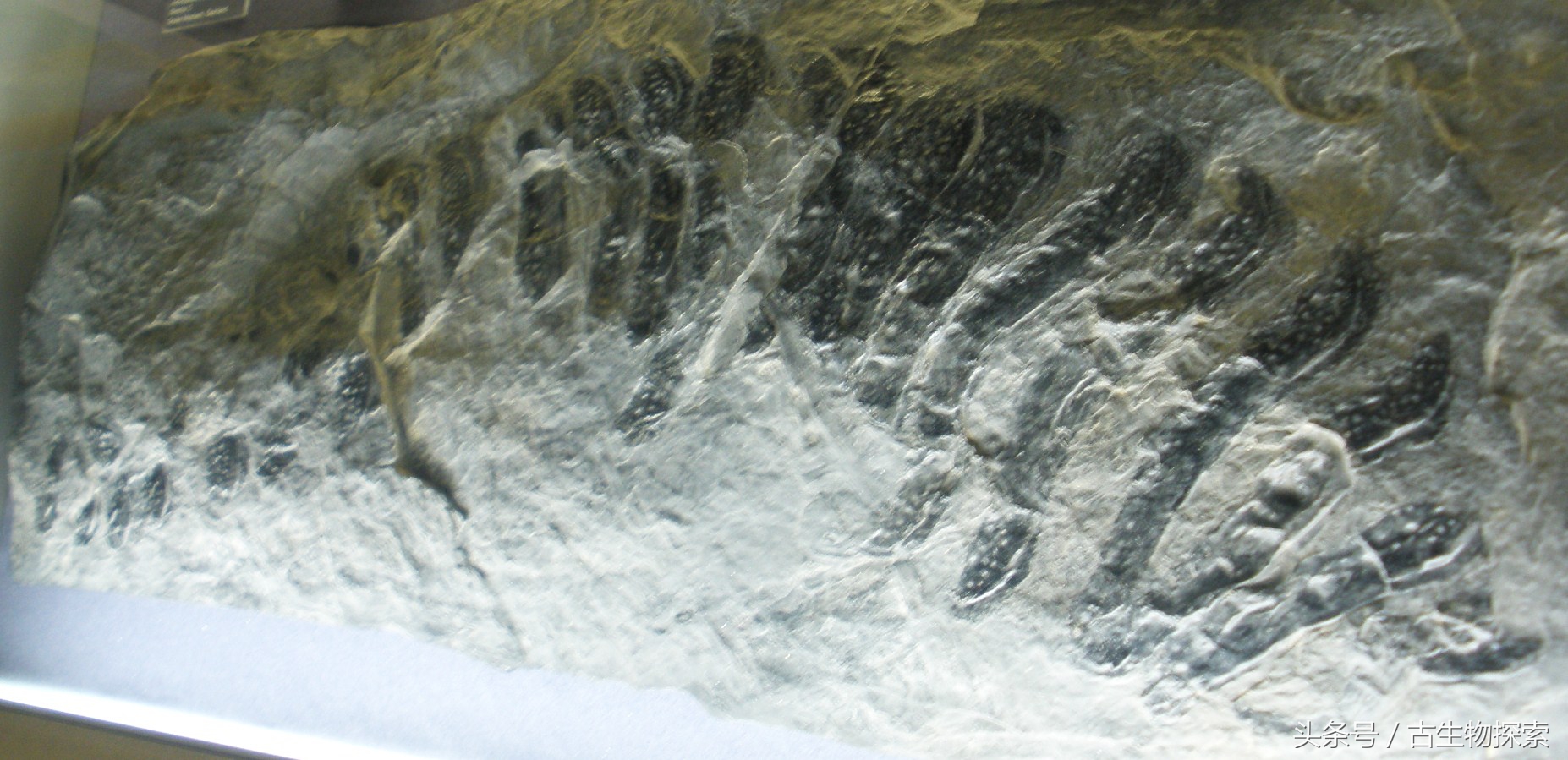 史前蜈蚣的图片加介绍,史前蜈蚣体长可达3米