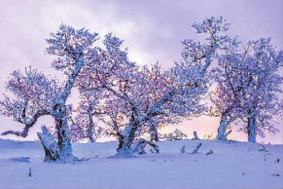 冬已去春将至配图,冬已去春归来此时花正开