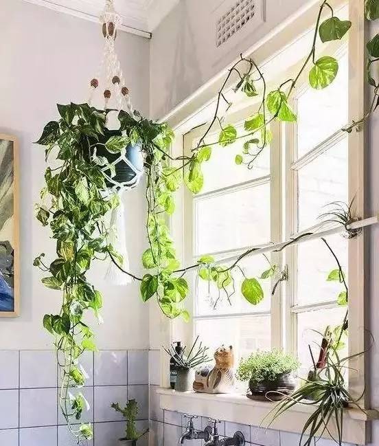 绿萝要怎么装饰才好看,如何将绿萝装饰得更高级