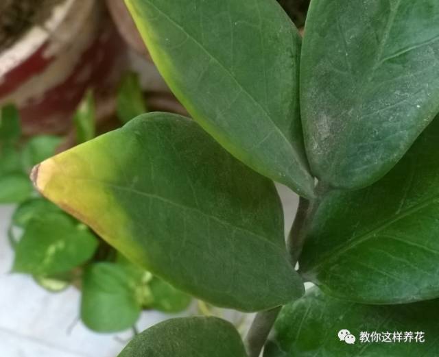 金钱树叶子发黄的原因和解决方法,金钱树叶子发黄原因及解决办法