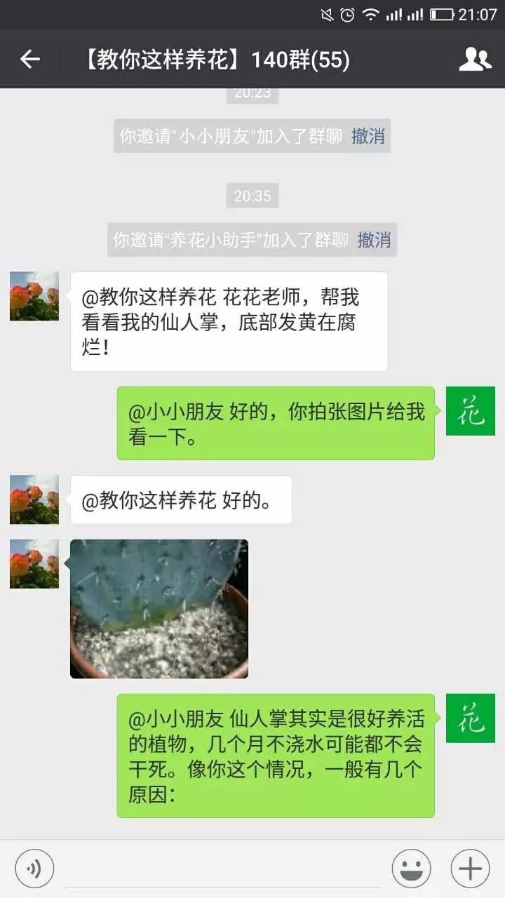 仙人掌嫁接蟹爪兰烂根了怎么处理,仙人掌烂根快速消除方法