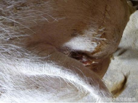 驾驭猪病—母猪输精前后流浓，养猪人必须要知道这三种情况