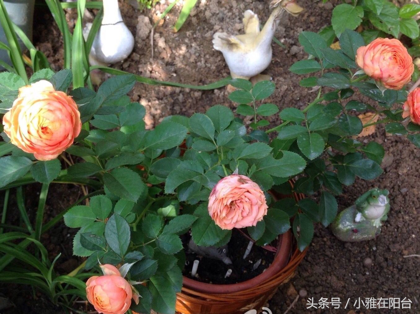 营养土可以种花吗怎么配制,想种花但是没有花盆怎么办