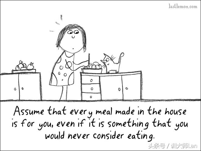 模拟猫咪攻略,驯服猫咪攻略