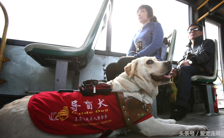 狗狗的用途,狗狗工作地方