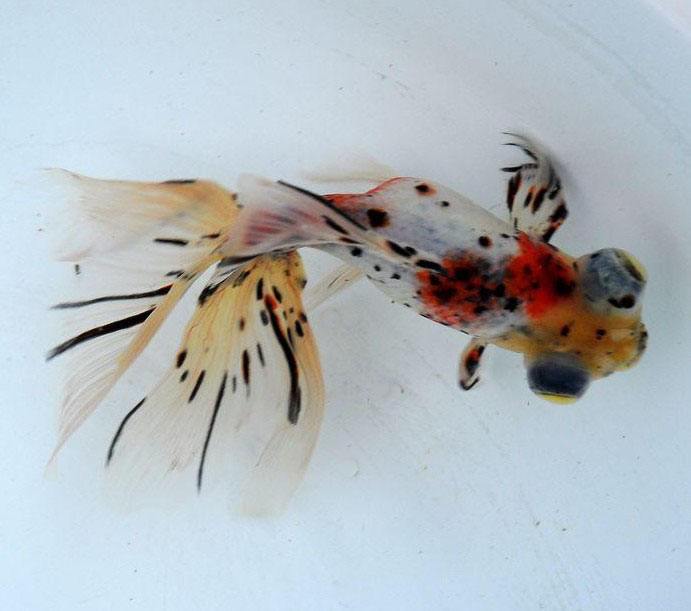 最好养的五种金鱼品种有哪些,金鱼什么品种又大又好看又养不死