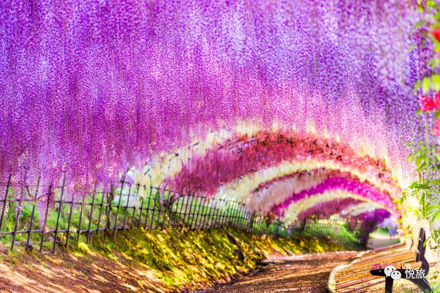 日本紫藤花美景,日本最浪漫的紫藤