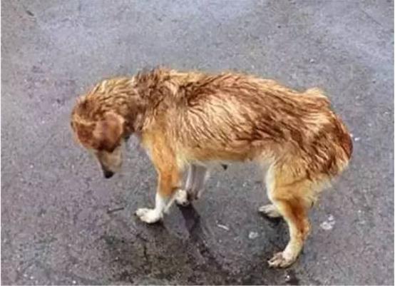 狗狗雨衣宠物防水外套,夏季狗狗雨衣推荐