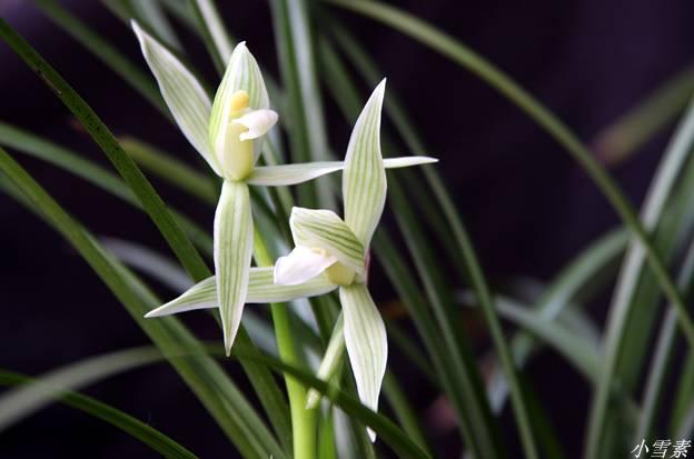 云南兰花名贵品种图片介绍,云南兰花老品种有哪些图片