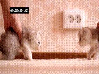 合格的猫咪铲屎官推荐,喵星人铲屎官必备