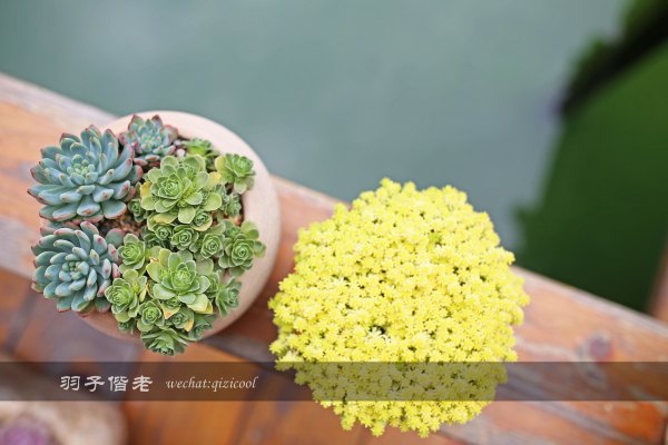 居于涟岸隐于湖,到肇庆体验离尘不离城的精致慢生活