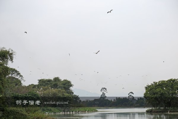 居于涟岸隐于湖，到肇庆体验离尘不离城的精致慢生活