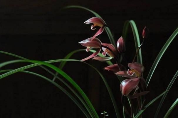 云南兰花名贵品种图片介绍,云南兰花老品种有哪些图片