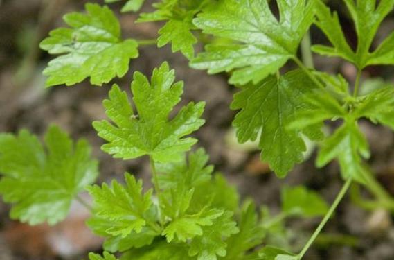 去黑头粉刺最有效面膜排行前十,去闭口粉刺黑头痘痘补水面膜