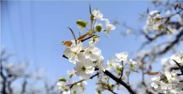 择一片花海，定三生情缘