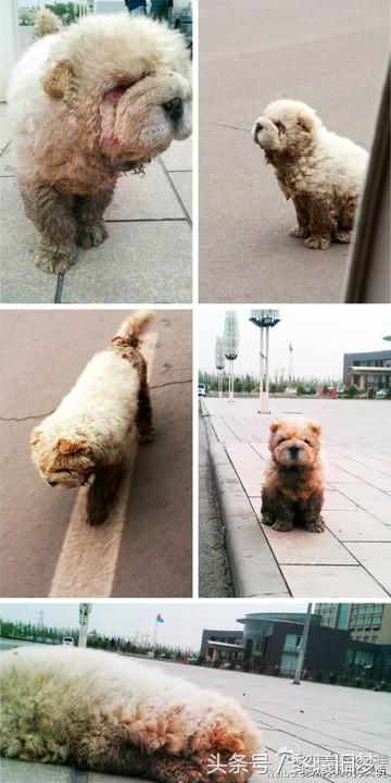 原来动物的世界里也有竞争,动物世界竞争关系