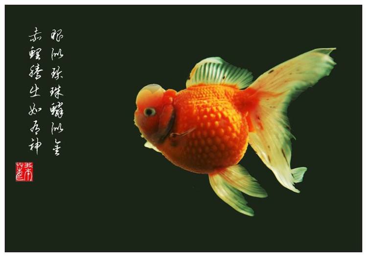 河里的金鱼是什么品种的金鱼,金鱼品种有很多你都知道哪些品种