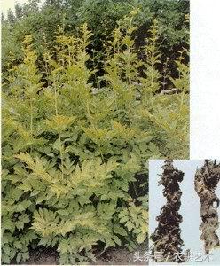 手绘中草药图谱,东北中草药图谱