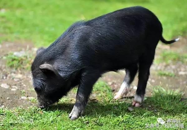 母猪产后消炎注意事项,妊娠母猪不能用哪些药