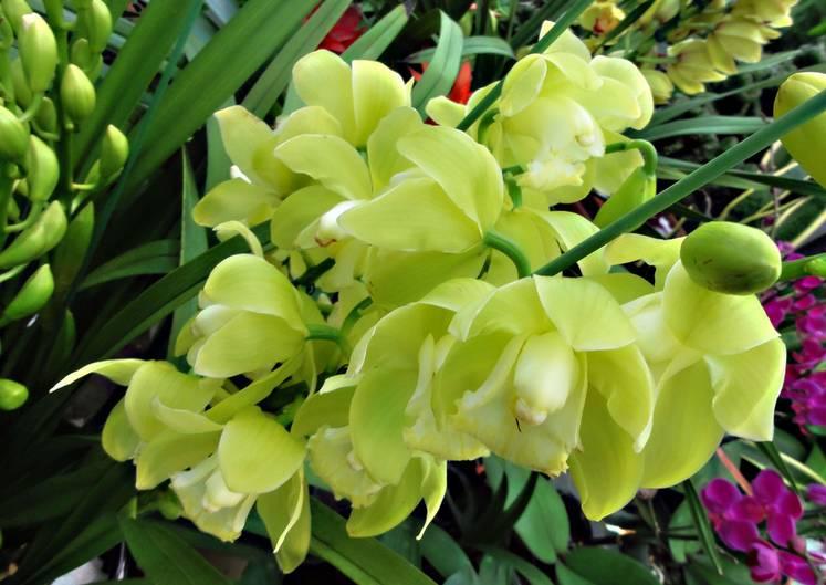 云南兰花名贵品种图片介绍,云南兰花老品种有哪些图片