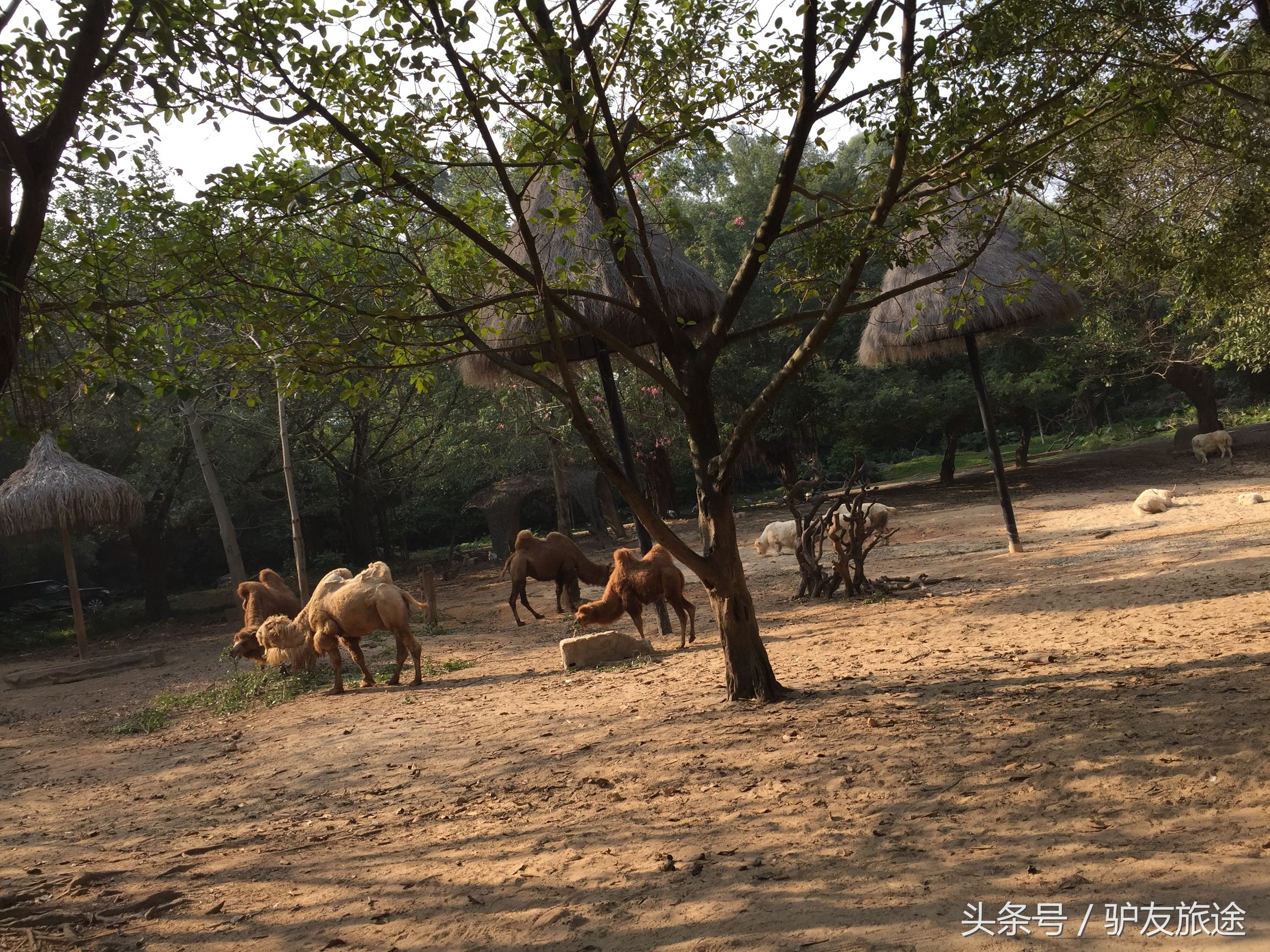 广州长隆亲子游旅行攻略,广州长隆4园2天1夜亲子游攻略