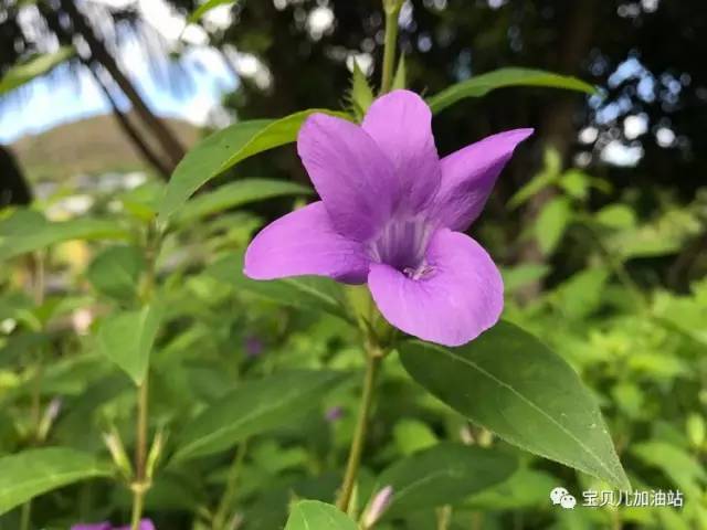 塞舌尔游记,塞舌尔埃及