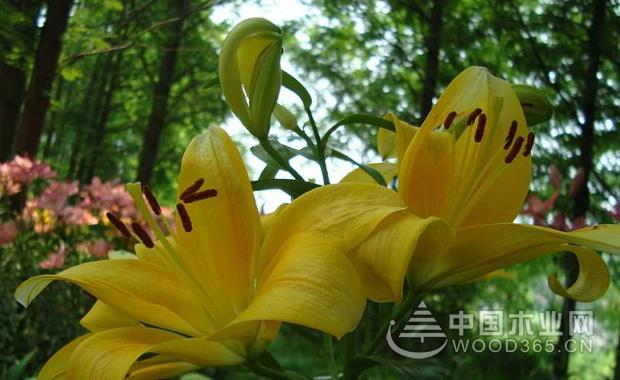 香水百合怎么养？香水百合价格多少？｜香水百合图片