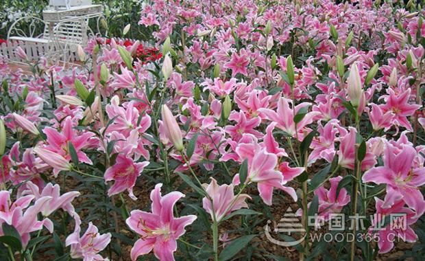 香水百合怎么养？香水百合价格多少？｜香水百合图片