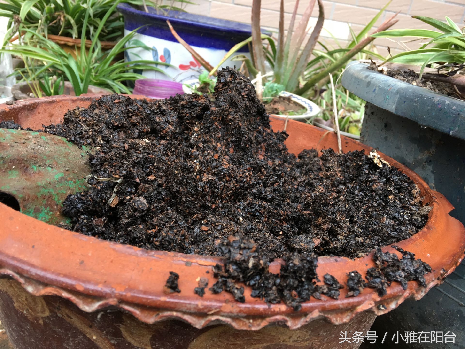 想种花但是没有花盆怎么办,想种花可是没有种子怎么办