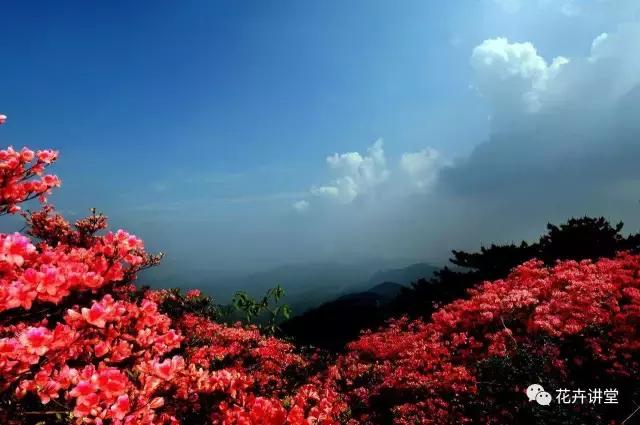 择一片花海，定三生情缘