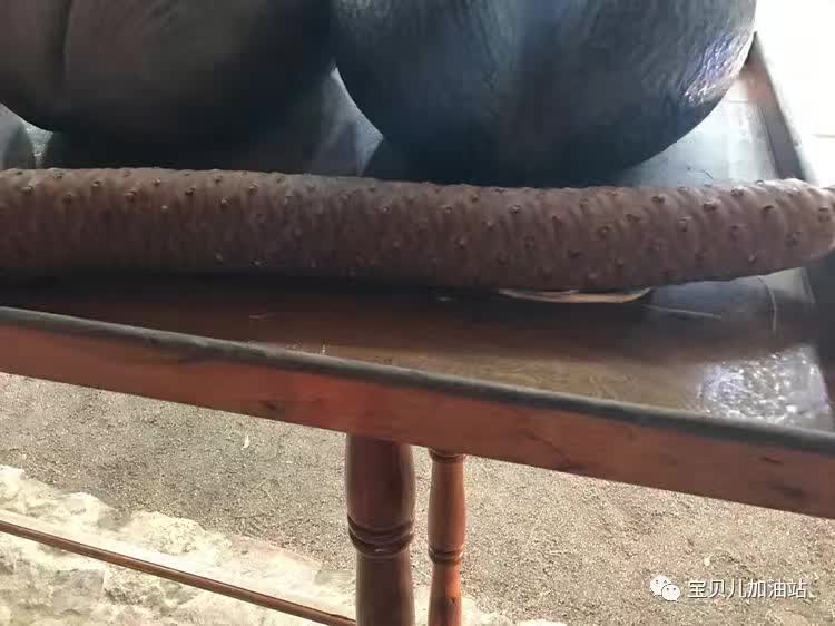 塞舌尔游记,塞舌尔埃及