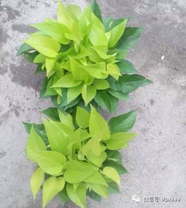 绿萝叶子偏黄的原因及解决方法,绿萝叶子都黄了是什么原因造成的